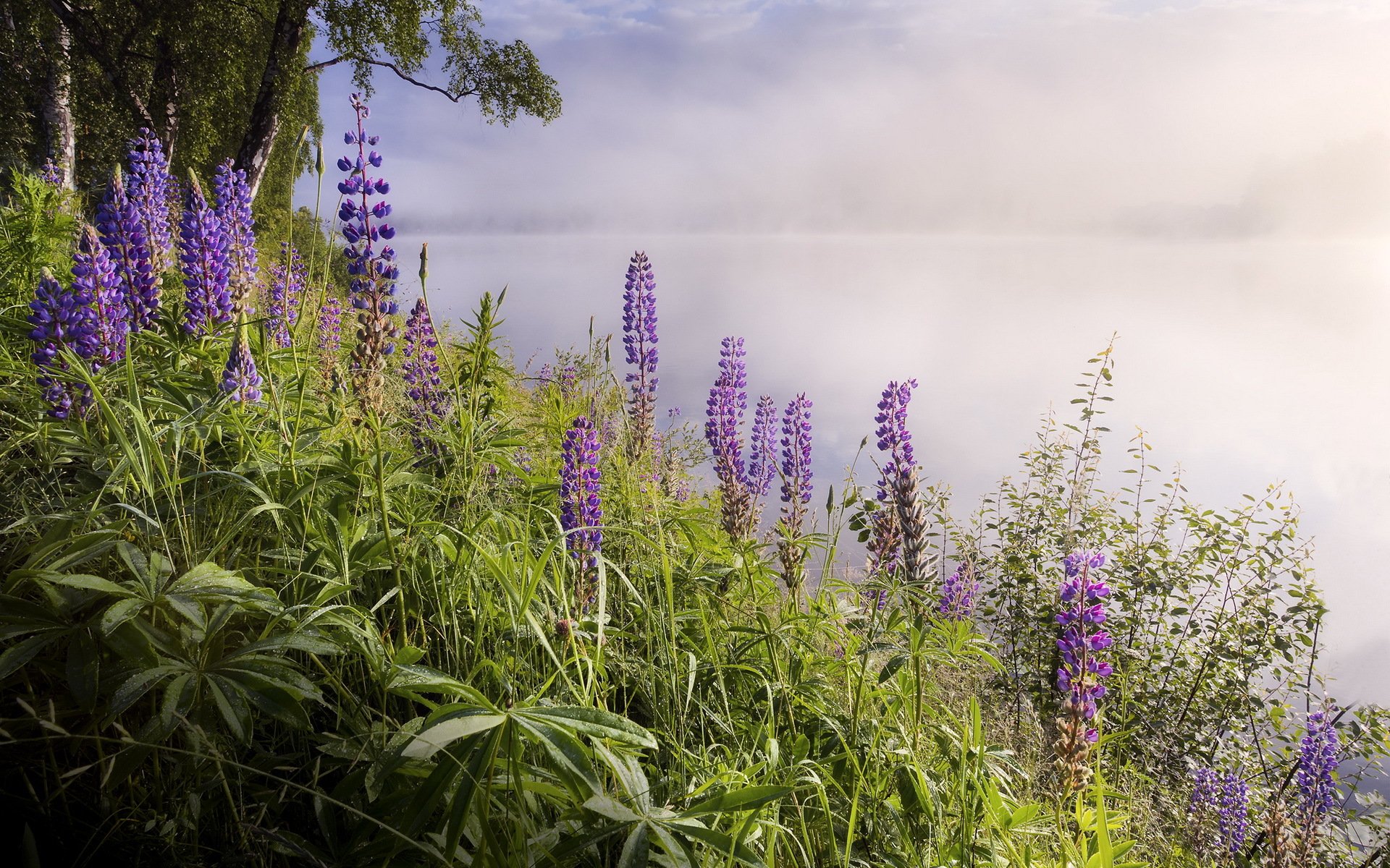 lake, Fog, Flowers, Nature, Landscape Wallpaper