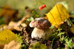 mushroom, Forest, Leaves, Autumn, Nature