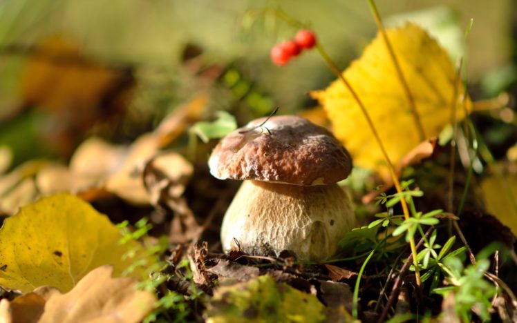 mushroom, Forest, Leaves, Autumn, Nature HD Wallpaper Desktop Background