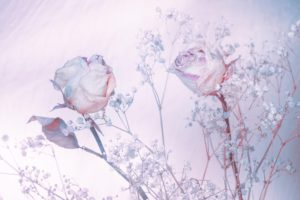 roses, Background, Shades, Of, Blue, Bokeh, Rose, Soft