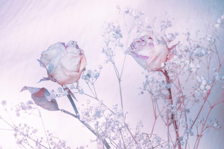 roses, Background, Shades, Of, Blue, Bokeh, Rose, Soft HD Wallpaper Desktop Background