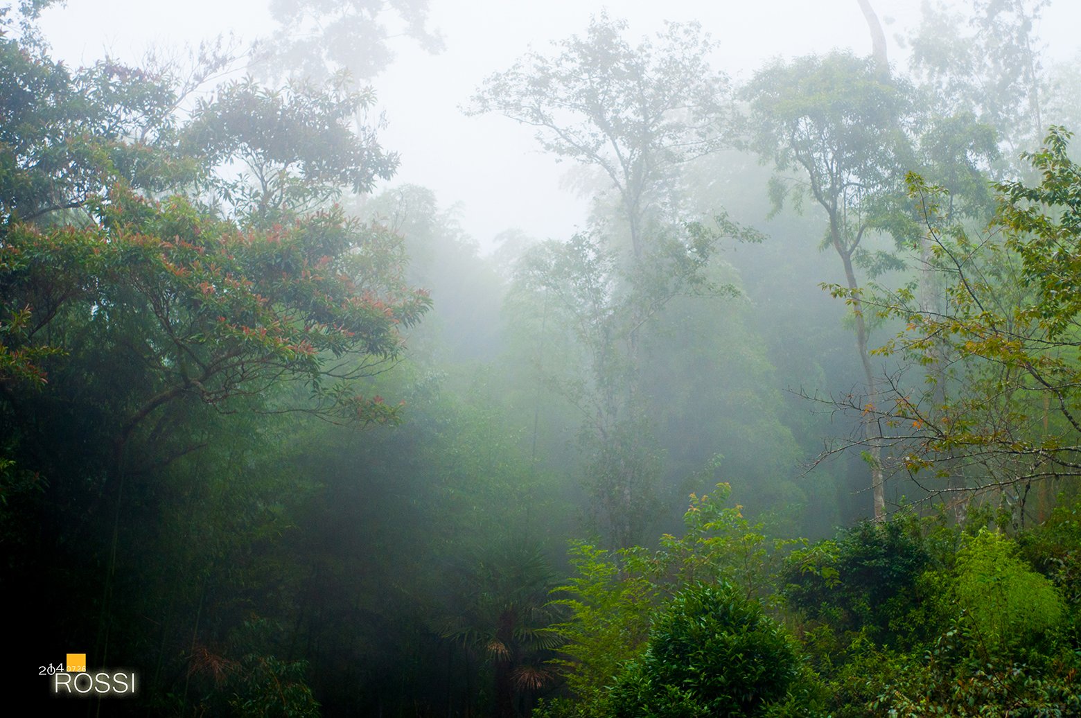 nature, Wallpaper Wallpaper