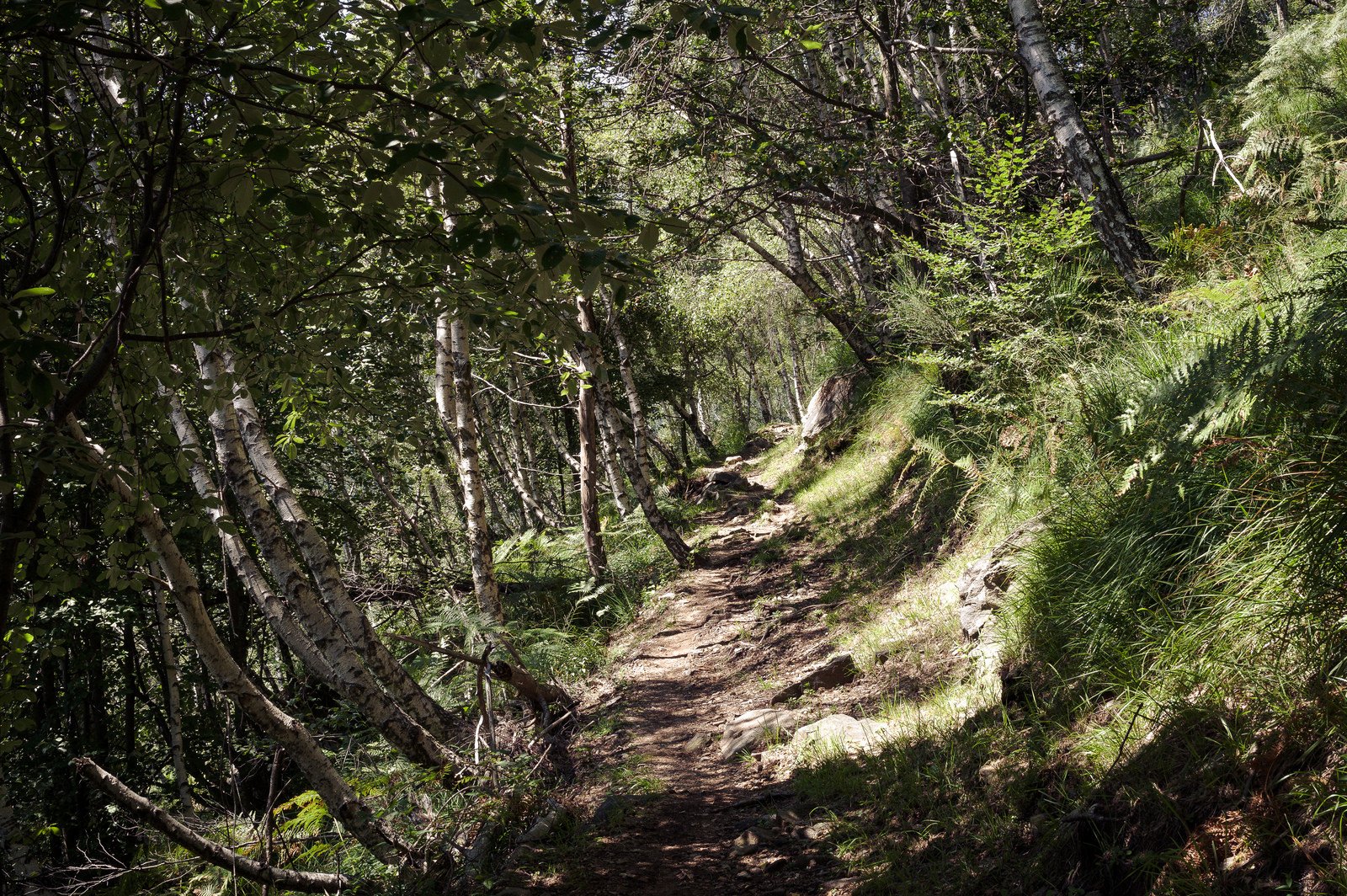 nature, Wallpaper Wallpaper