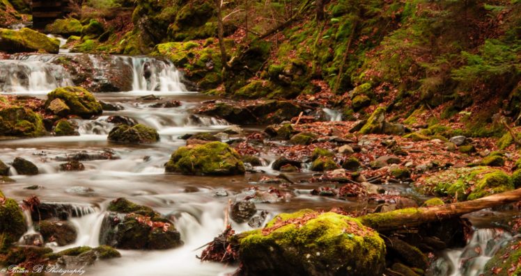 forest, Jungle, River, Rocks, Stones, Waterfalls, Canada HD Wallpaper Desktop Background