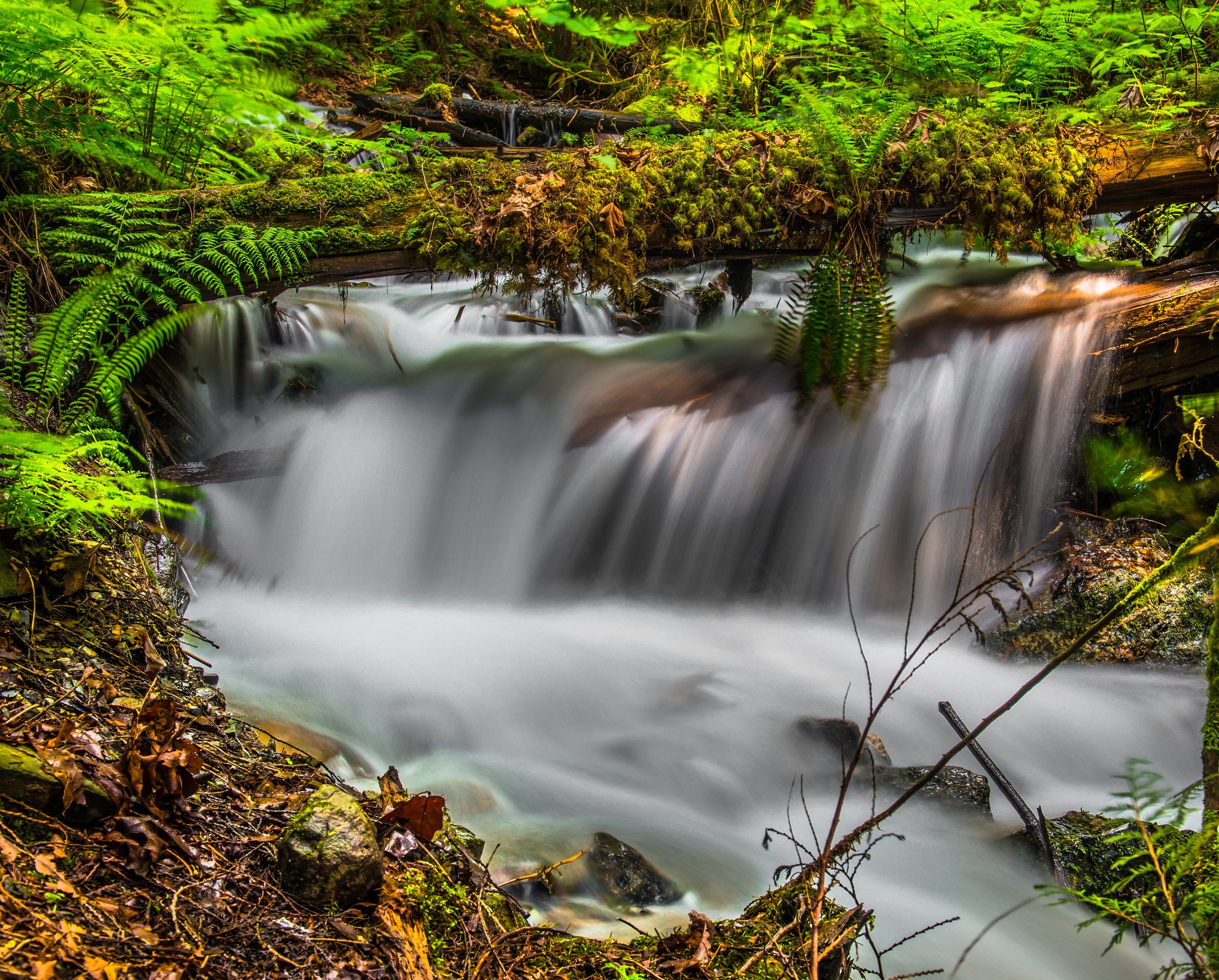 forest, Jungle, River, Rocks, Stones, Waterfalls, Canada Wallpaper