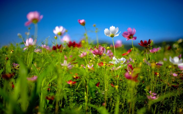 nature, Flowers, Petals, Fields, Macro HD Wallpaper Desktop Background