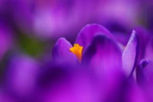 purple, Flower, Yellow, Nature, Macro