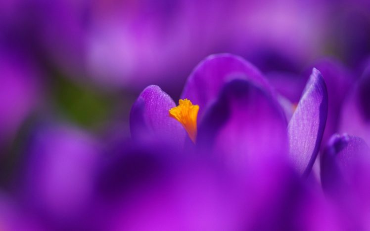 purple, Flower, Yellow, Nature, Macro HD Wallpaper Desktop Background