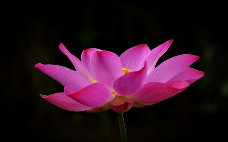 flower, Nature, Pink HD Wallpaper Desktop Background