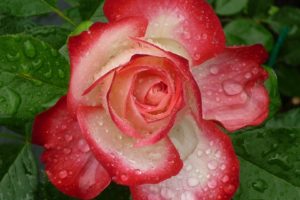rose, Red, Pink, White, Flower, Green, Leafs, Nature