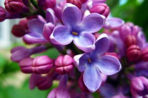 flowers, Purple, Pink, Blue, Nature
