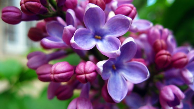 flowers, Purple, Pink, Blue, Nature HD Wallpaper Desktop Background
