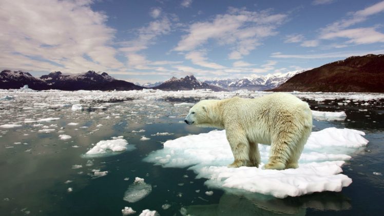 bear, White, Nature, Animal, Ice, Sea HD Wallpaper Desktop Background