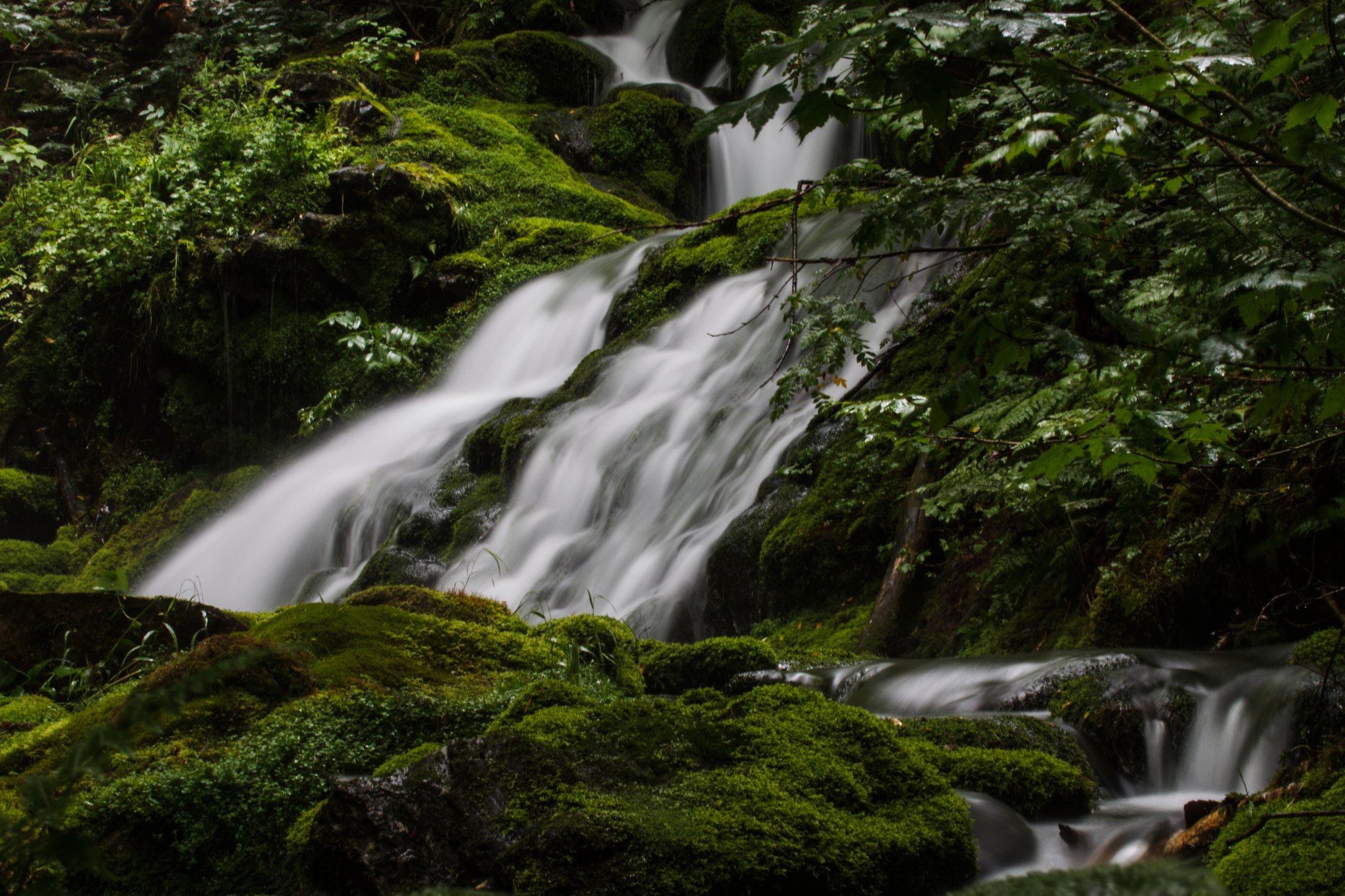 canada, Forest, Jungle, River, Rocks, Stones, Waterfalls Wallpaper