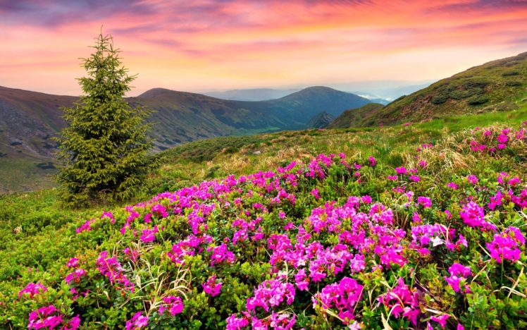 nature, Filed, Sky, Clouds, Green, Flowers Wallpapers HD / Desktop and ...