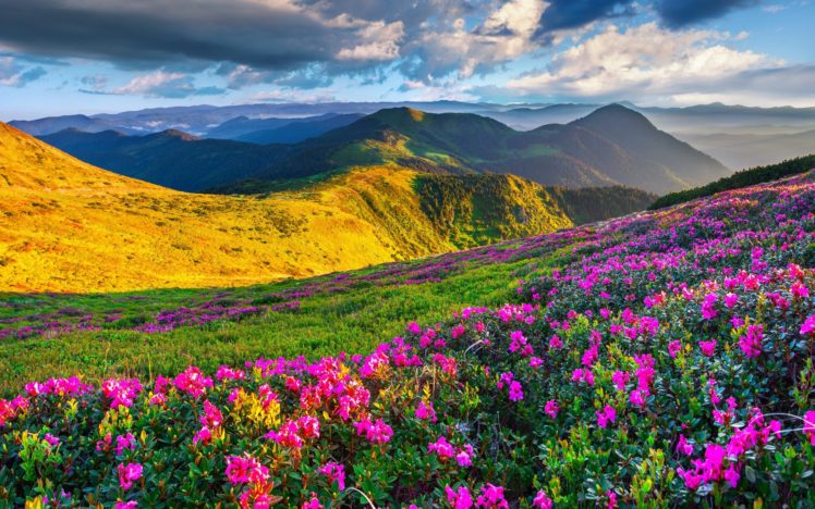 nature, Filed, Sky, Clouds, Green, Flowers HD Wallpaper Desktop Background