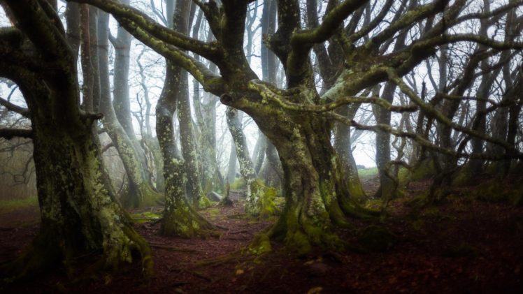 forest, Nature, Fog, Trees, Woods, Green HD Wallpaper Desktop Background