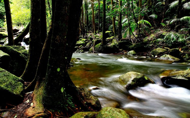river, Forest, Nature, Trees, Green, Rocks, Wild HD Wallpaper Desktop Background