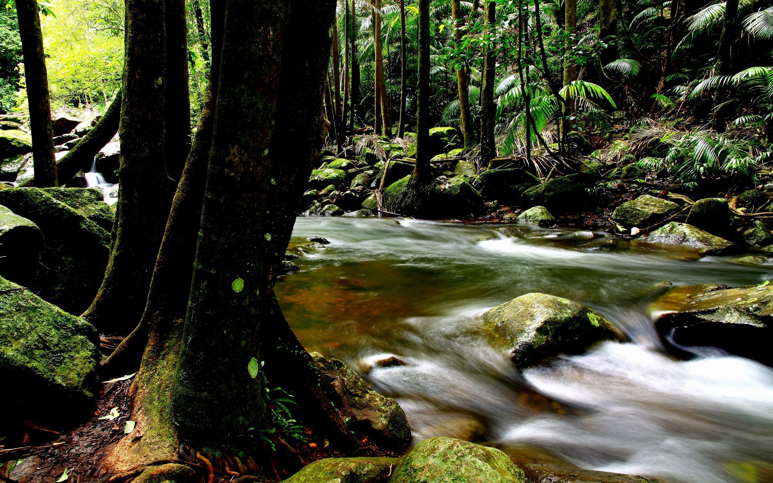 river, Forest, Nature, Trees, Green, Rocks, Wild Wallpaper