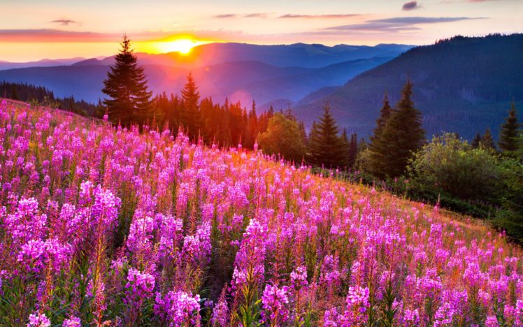 filed, Nature, Sky, Sun, Flowers, Mountain, Green Wallpapers HD / Desktop  and Mobile Backgrounds