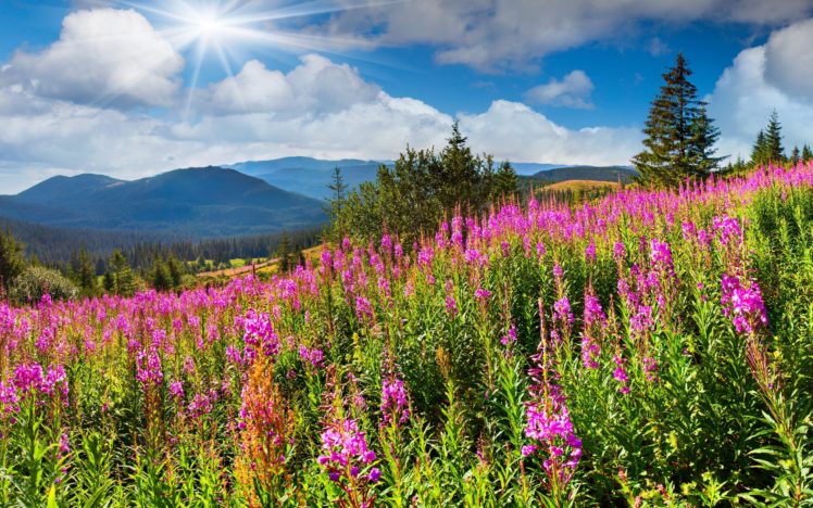 filed, Nature, Sky, Sun, Flowers, Mountain, Green HD Wallpaper Desktop Background