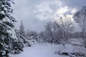 winter, Forest, Snow, White, Trees