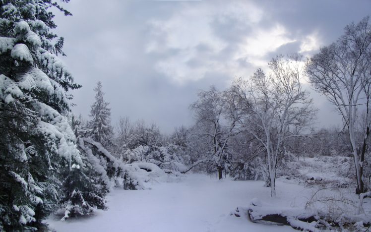 winter, Forest, Snow, White, Trees HD Wallpaper Desktop Background