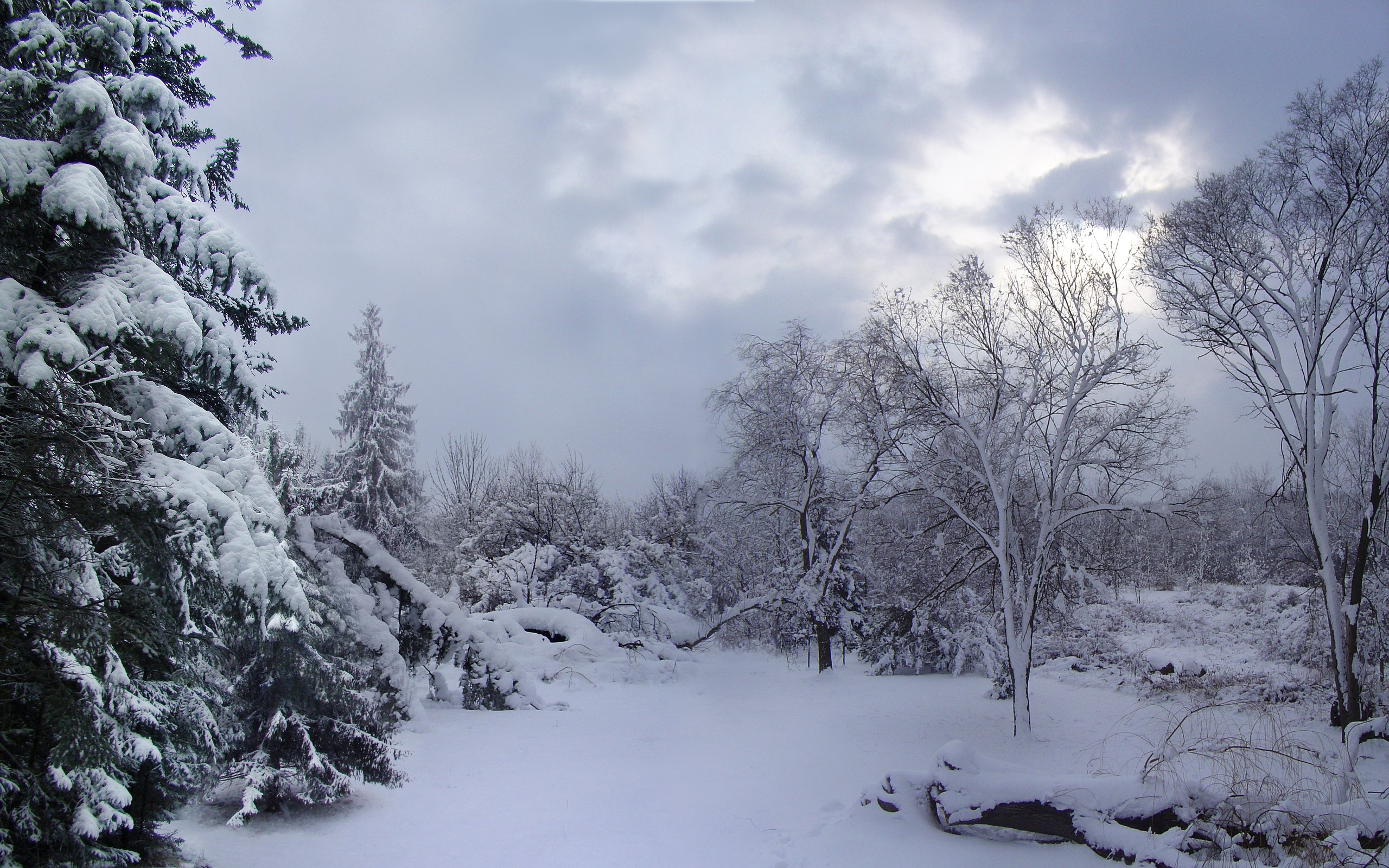 winter, Forest, Snow, White, Trees Wallpaper