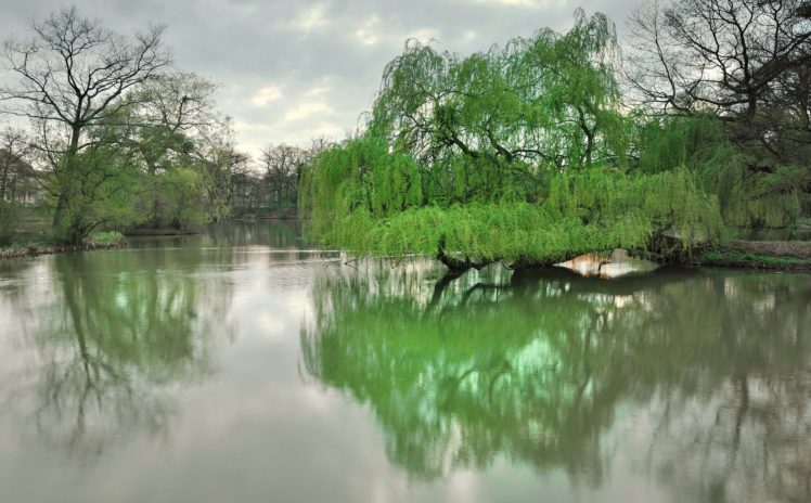 river, Wild, Nature, Forest, Green, Trees HD Wallpaper Desktop Background
