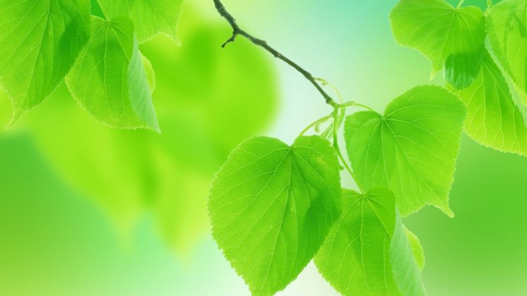 leaves, Green, Nature HD Wallpaper Desktop Background