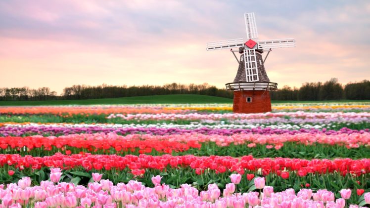 tulips, Flowers, Red, Pink, Filed HD Wallpaper Desktop Background