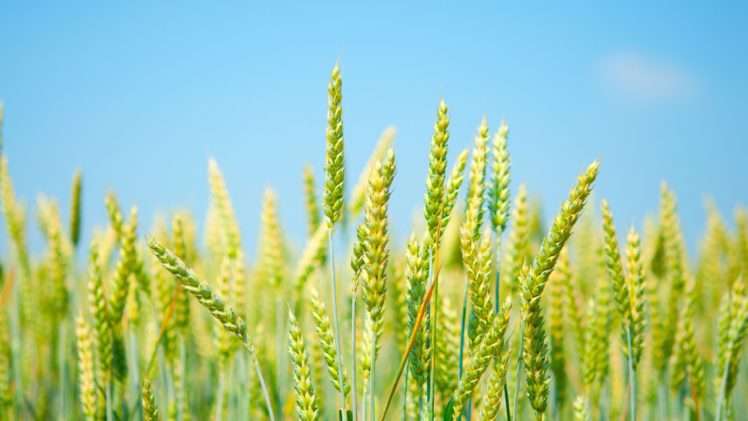 wheat, Green, Grass, Yellow, Sky HD Wallpaper Desktop Background