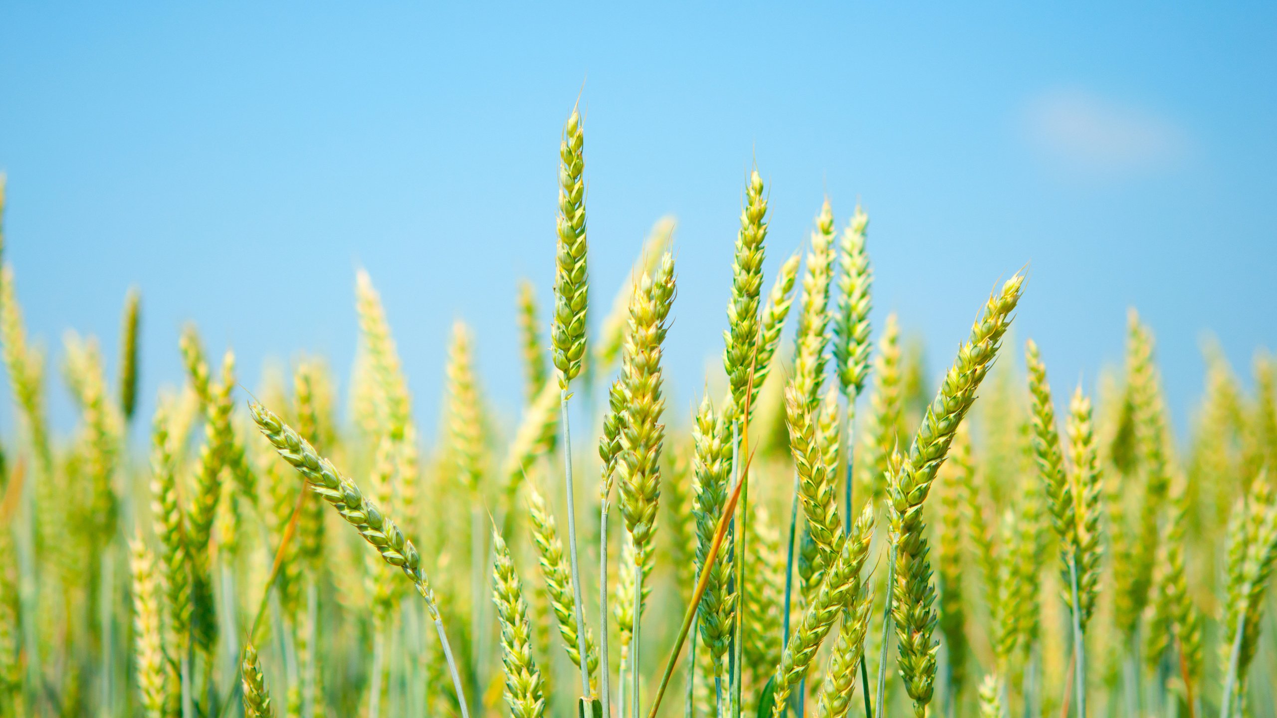 wheat, Green, Grass, Yellow, Sky Wallpaper