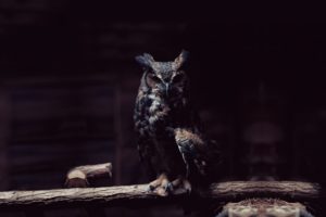 owl, Animal, Bird, Alone
