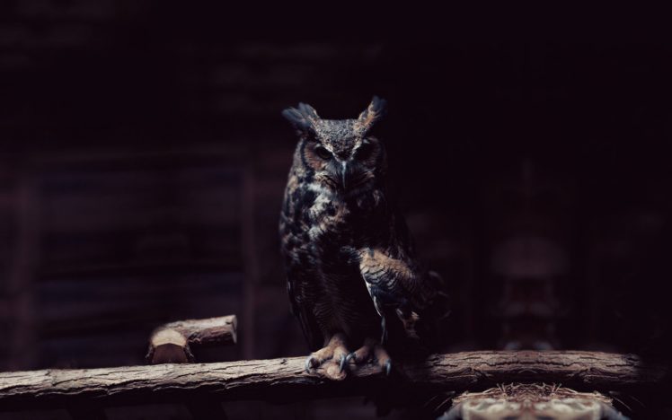 owl, Animal, Bird, Alone HD Wallpaper Desktop Background