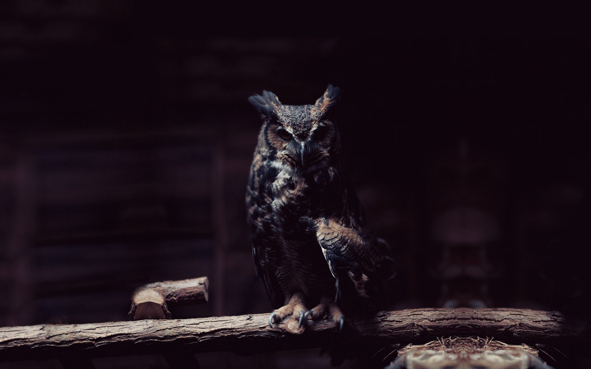 owl, Animal, Bird, Alone Wallpaper