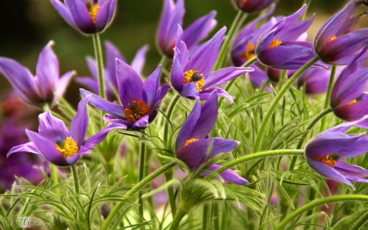 flowers, Purple, Yellow, Grass HD Wallpaper Desktop Background