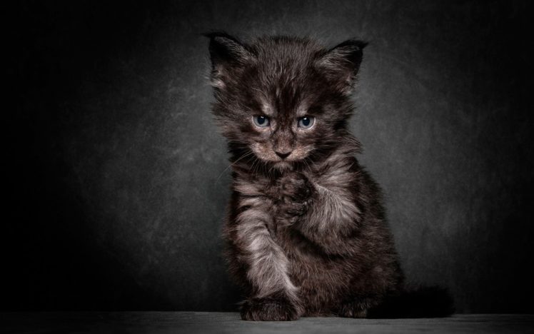 cat, Alone, Pet, Kitty, Cute, Sad HD Wallpaper Desktop Background