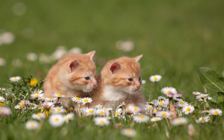 cat, Cats, Filed, Grass HD Wallpaper Desktop Background
