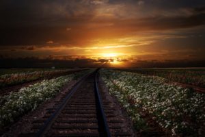 rails, Sunset, Nature, Flowers