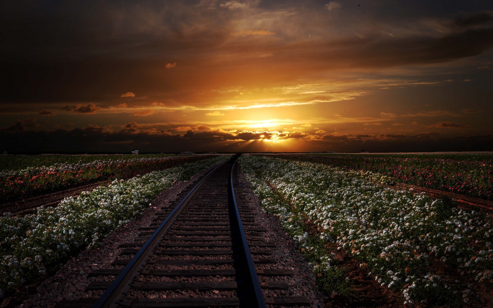 rails, Sunset, Nature, Flowers Wallpaper
