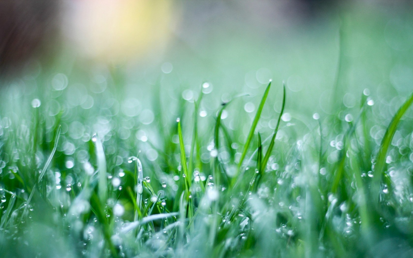 grass, Wet, Rain, Green, Nature, Fresh Wallpapers HD / Desktop and Mobile  Backgrounds