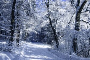 roads, Winter, Snow, Trees, Forest, Woods, Nature, Landscapes