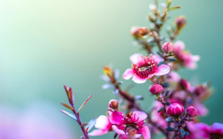 flowers, Pink, Nature, Flower HD Wallpaper Desktop Background