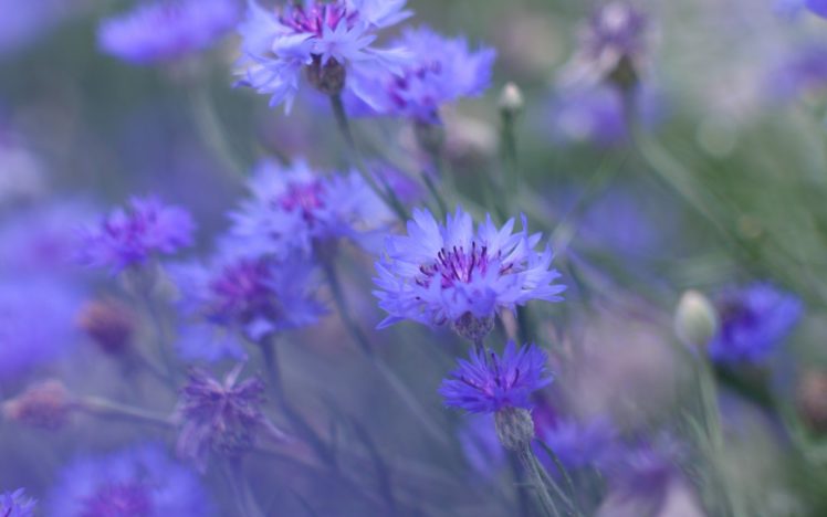 flowers, Blue, Nature, Gentle HD Wallpaper Desktop Background