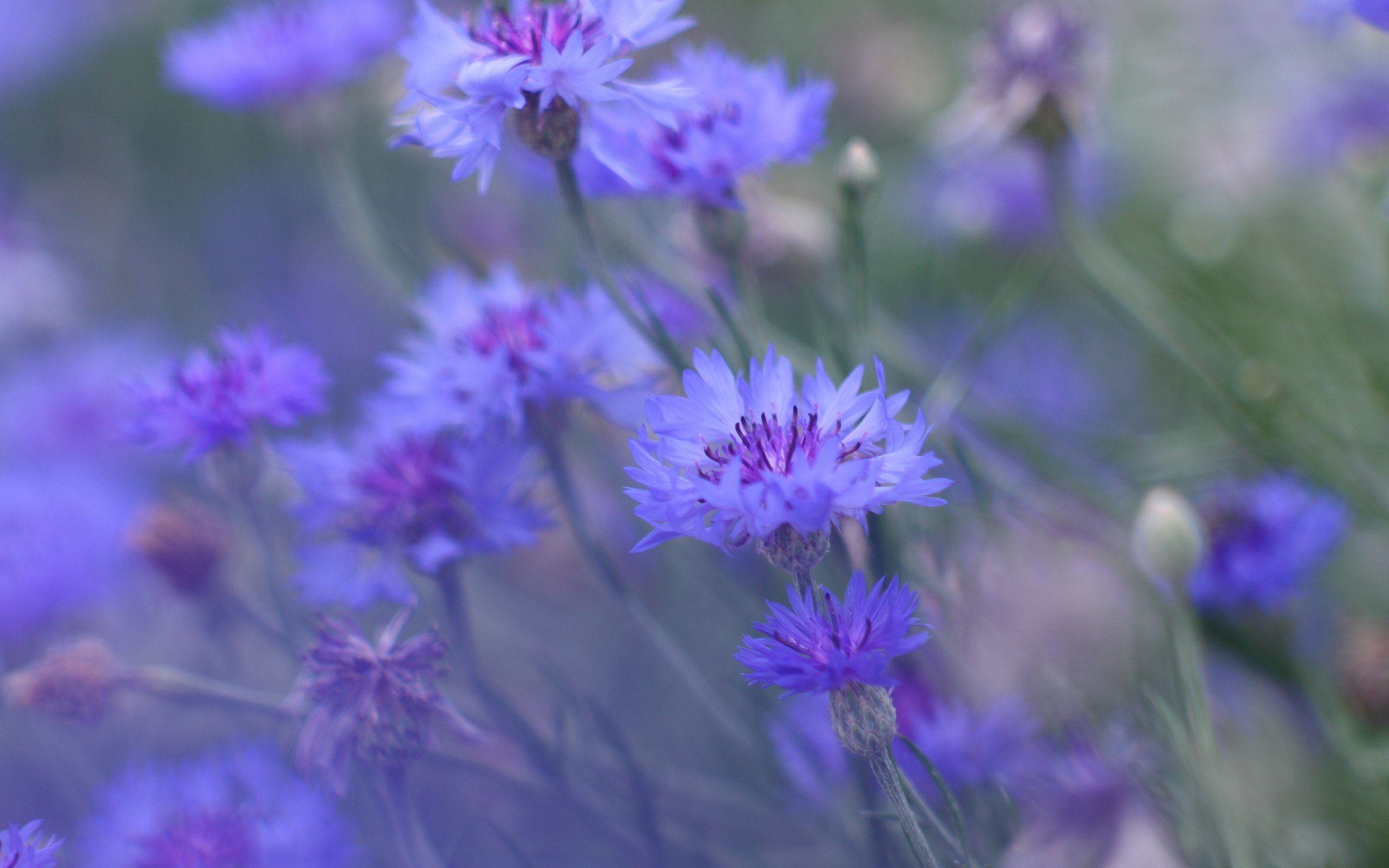flowers, Blue, Nature, Gentle Wallpaper