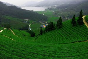 lake, Tea, Field, Mountains, Plantation, Farm, Landscape