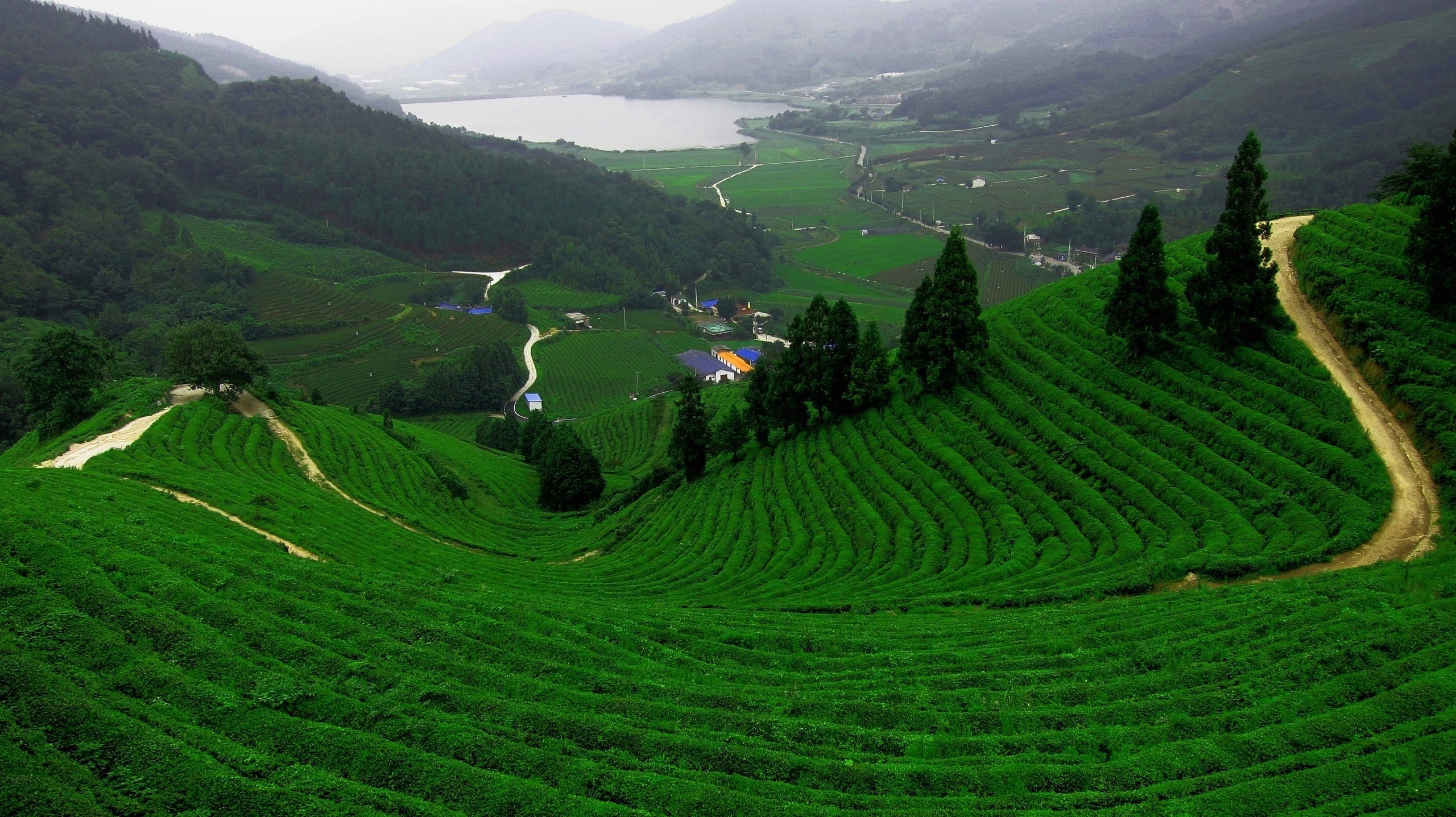 lake, Tea, Field, Mountains, Plantation, Farm, Landscape Wallpapers HD