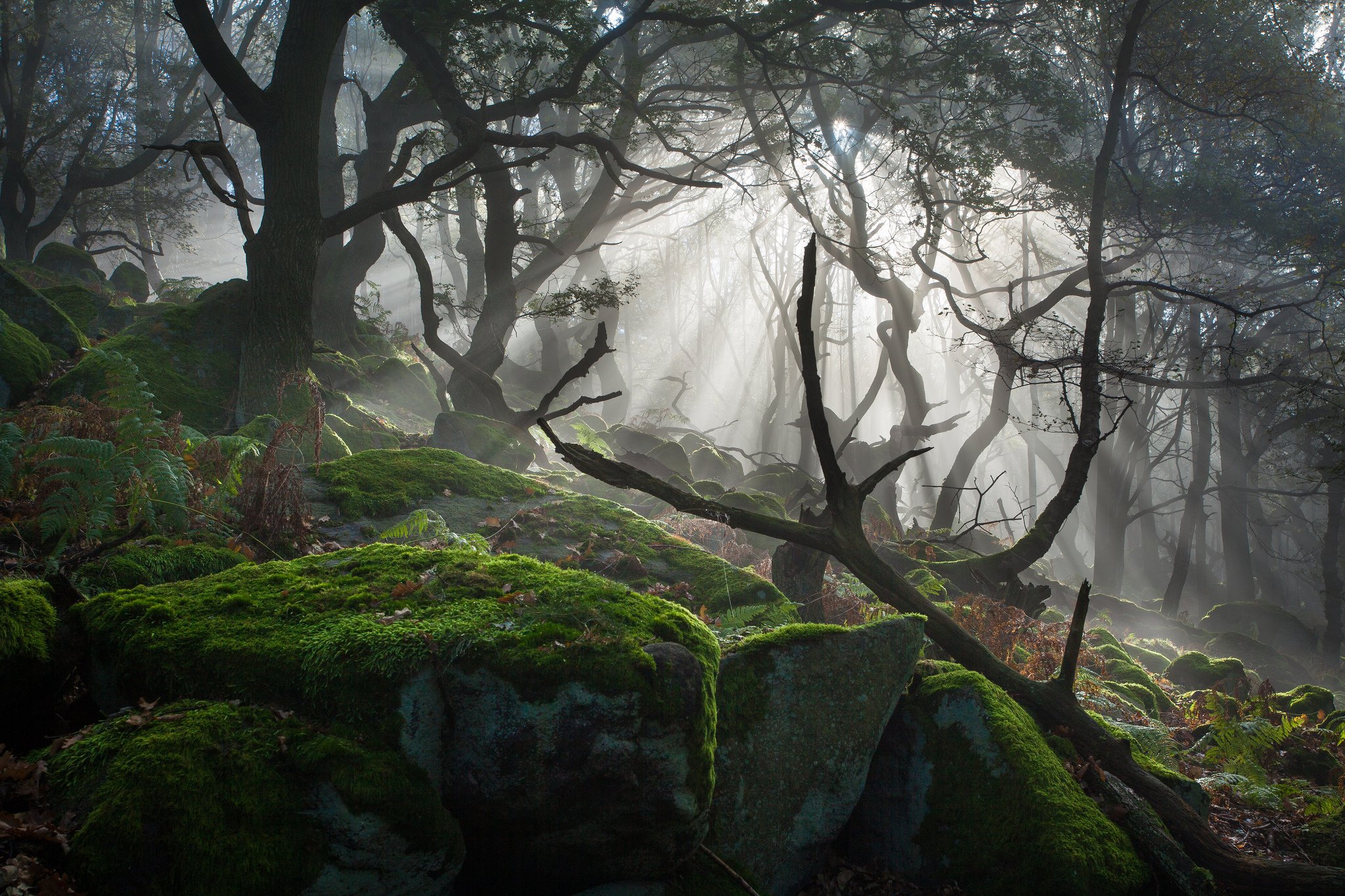light, Forest, Rocks, Fog, Mist Wallpaper