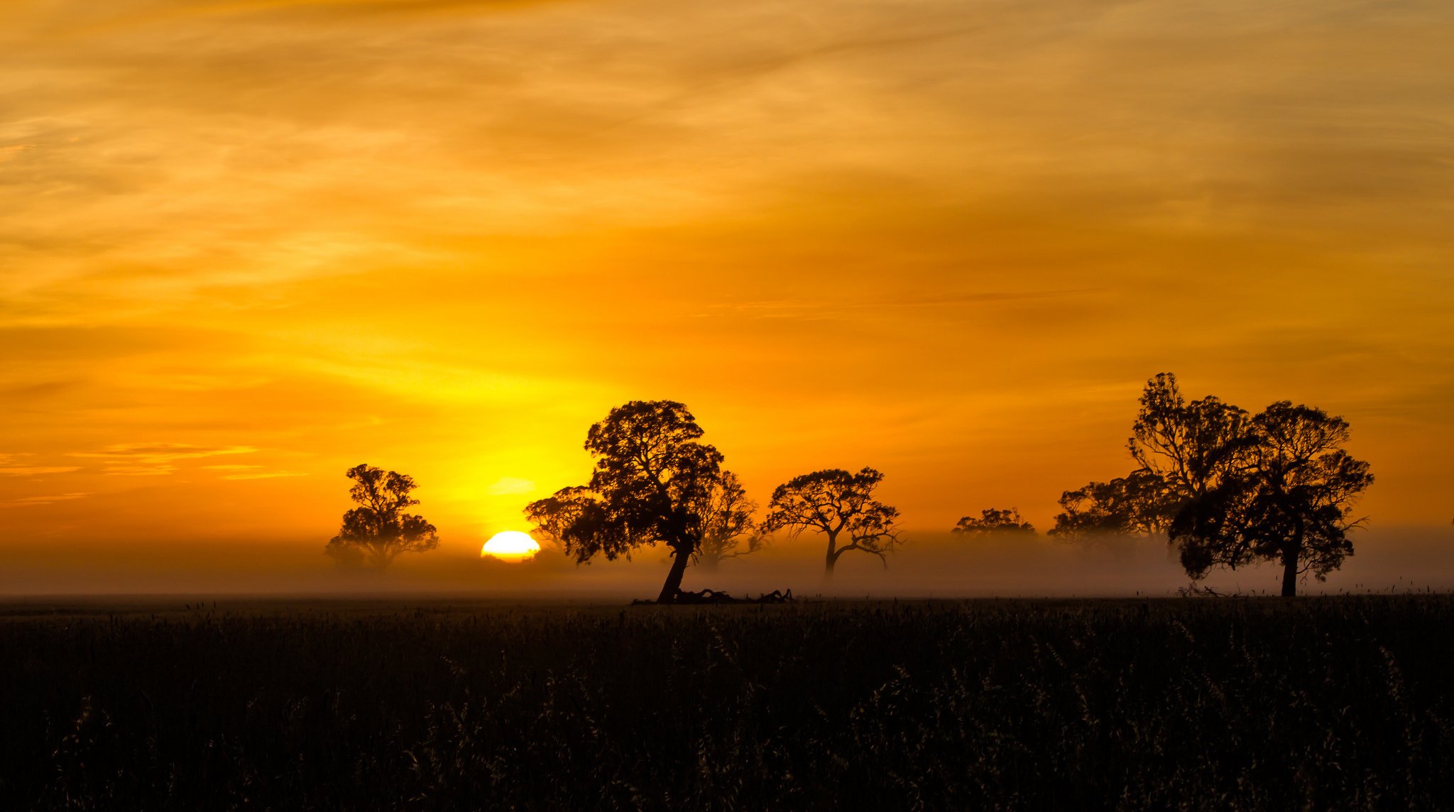 orange, Silhouette, Fog, Mist, Sunrise, Penola Wallpaper